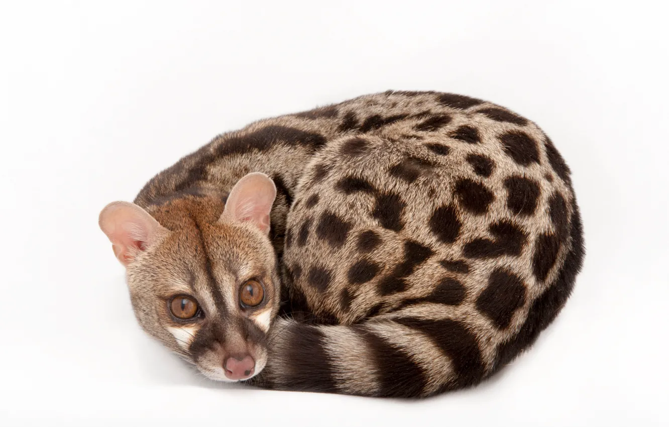 Photo wallpaper look, animal, white background, looks, predatory, animal, Chord, mammal