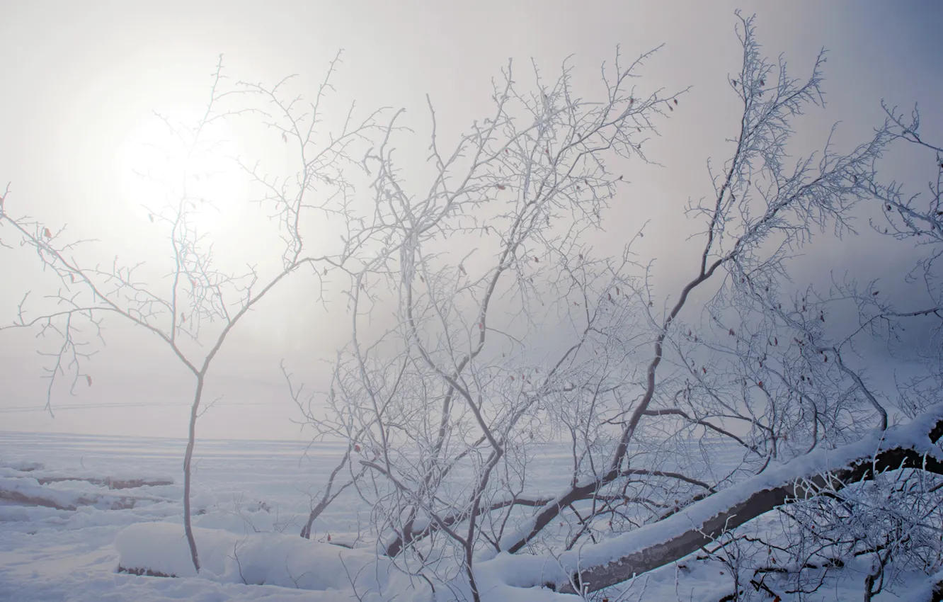 Photo wallpaper winter, frost, the sun, snow, trees, branches, haze