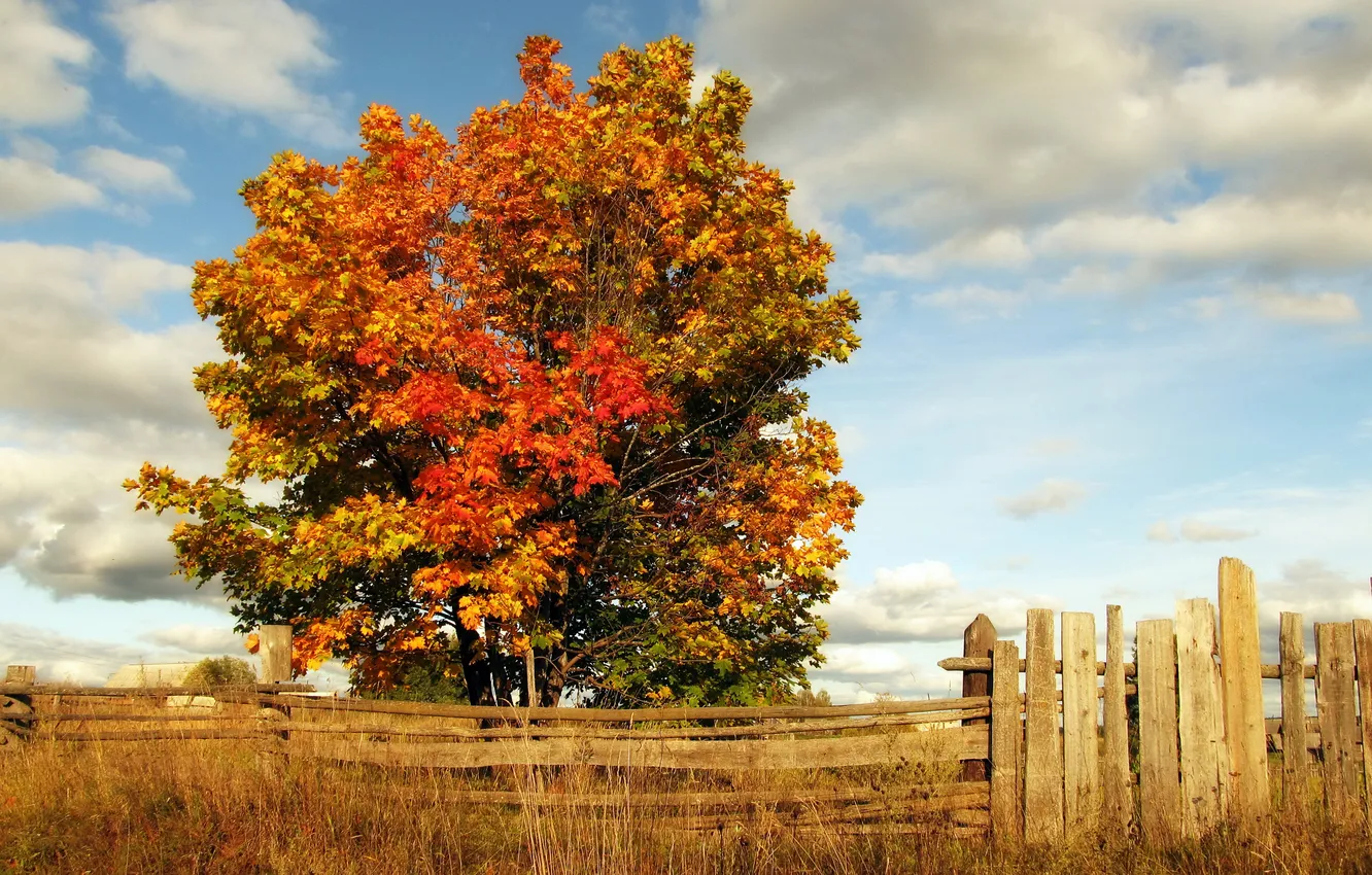 Photo wallpaper autumn, grass, clouds, trees, the fence
