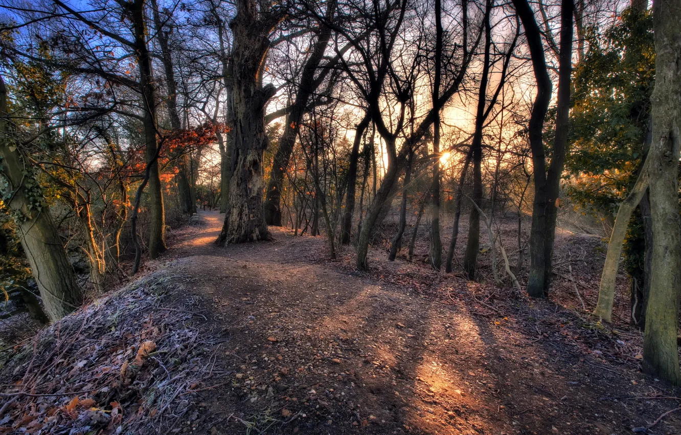 Photo wallpaper road, trees, nature