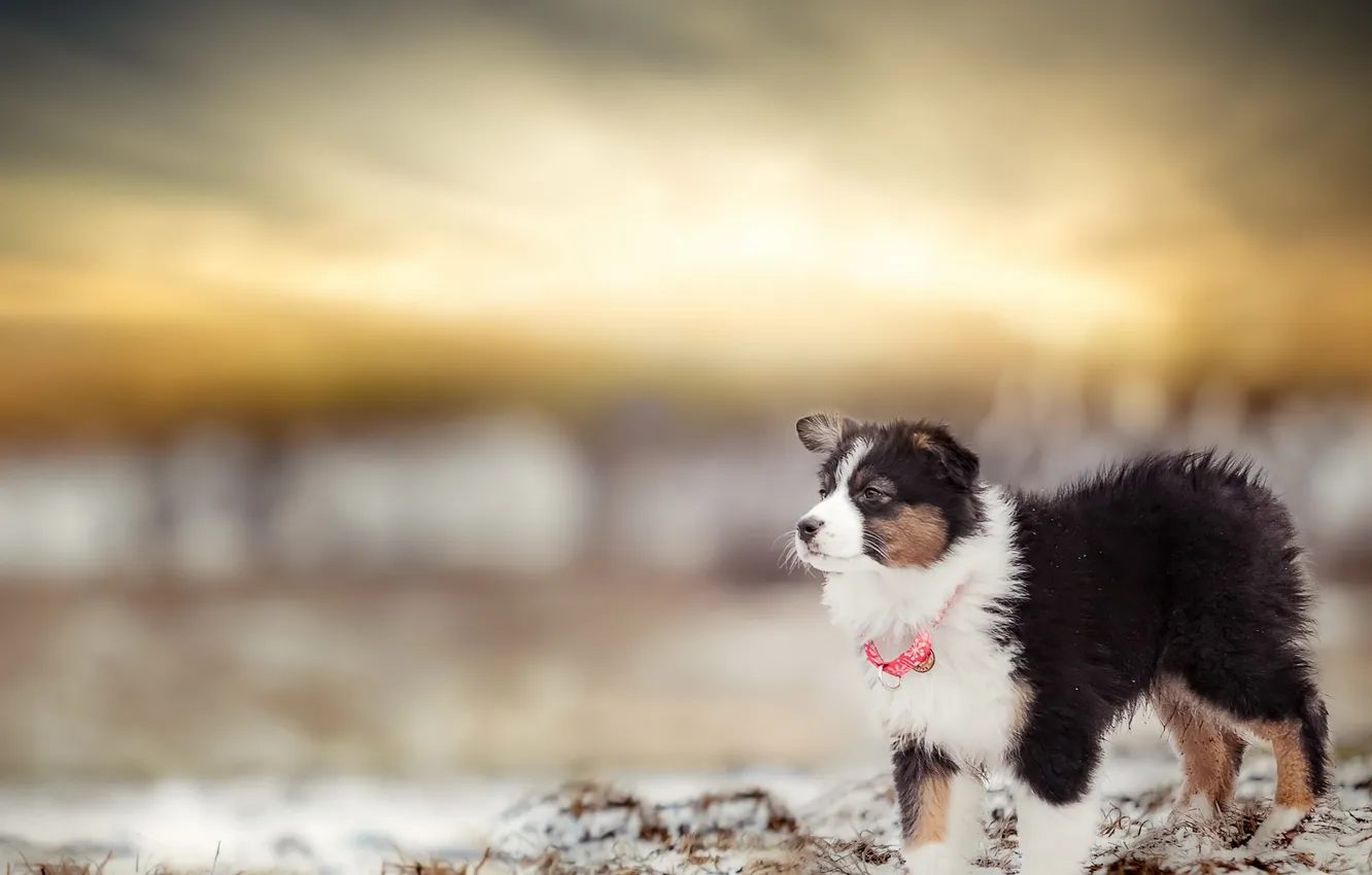 Photo wallpaper look, each, dog