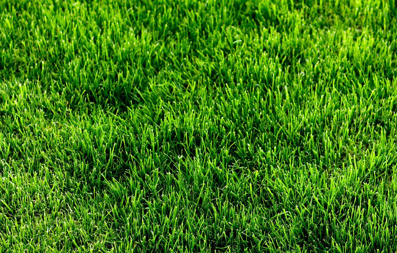 Photo wallpaper grass, green, lawn
