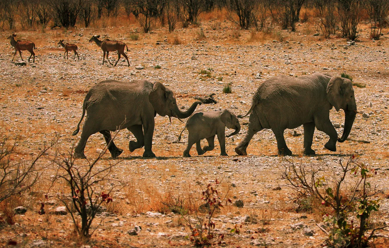 Photo wallpaper animals, Africa, elephants, family