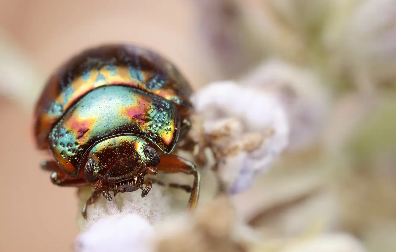 Photo wallpaper beetle, insect, bokeh