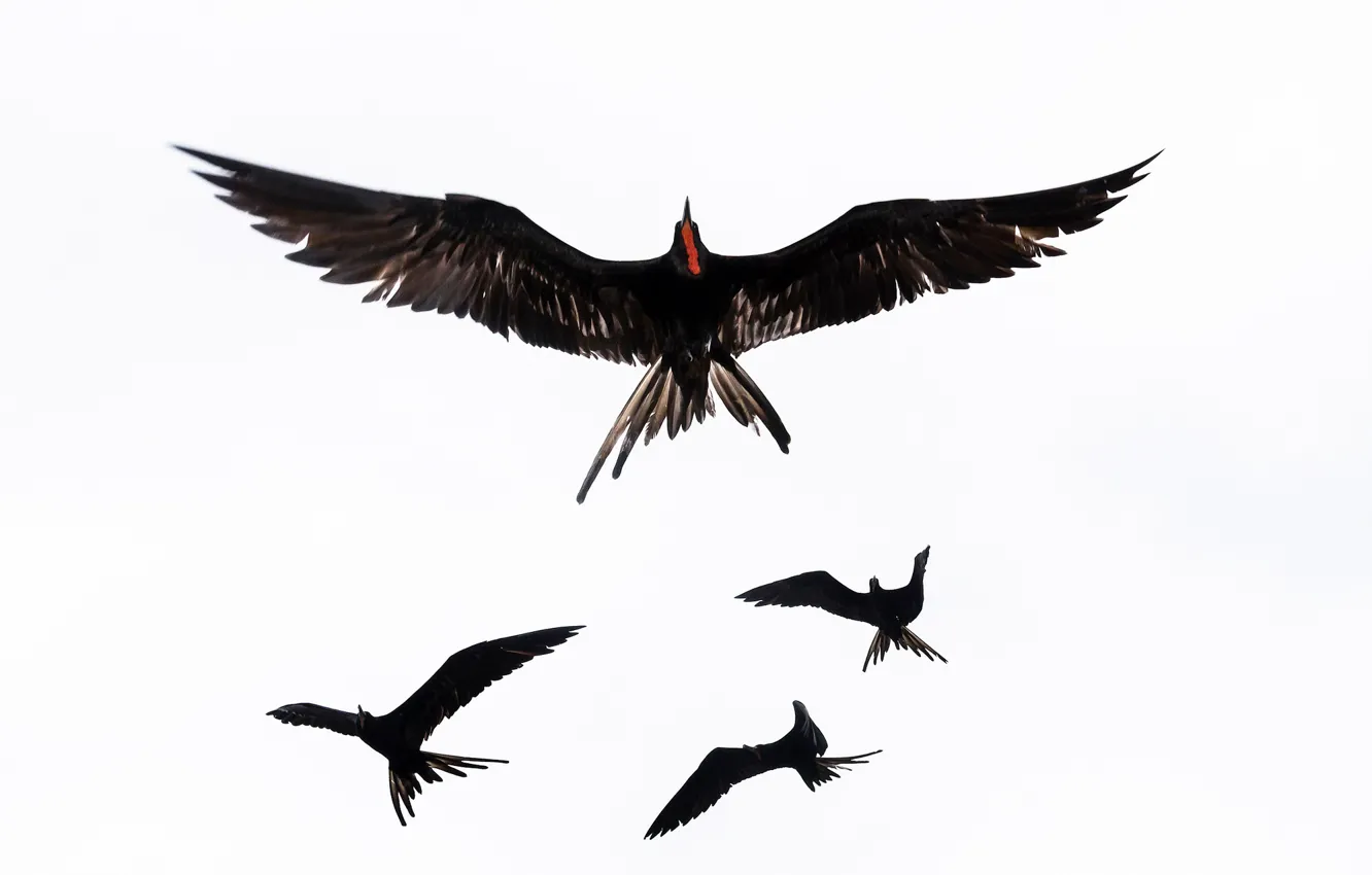 Photo wallpaper bird, wings, great frigate