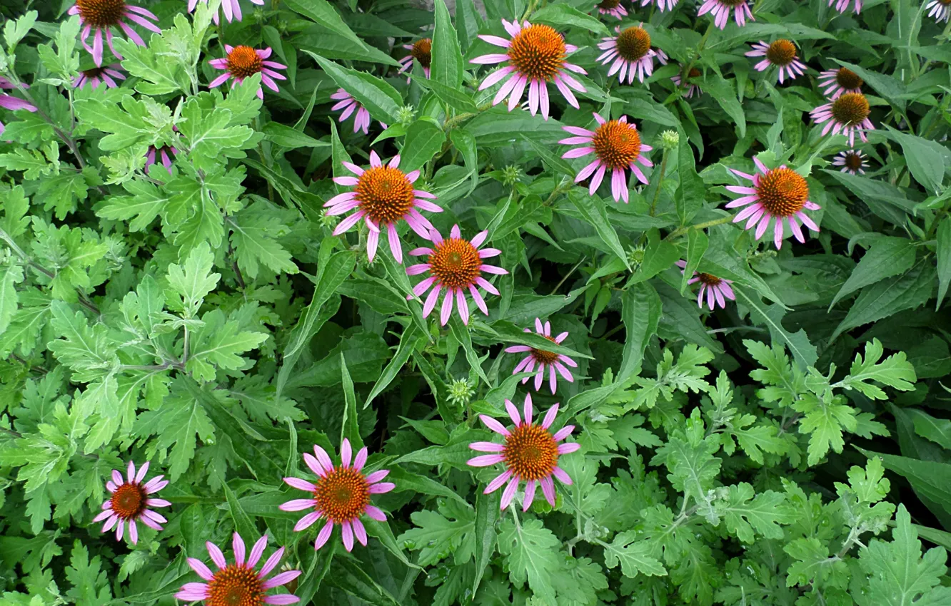 Photo wallpaper July, Echinacea, healing flower