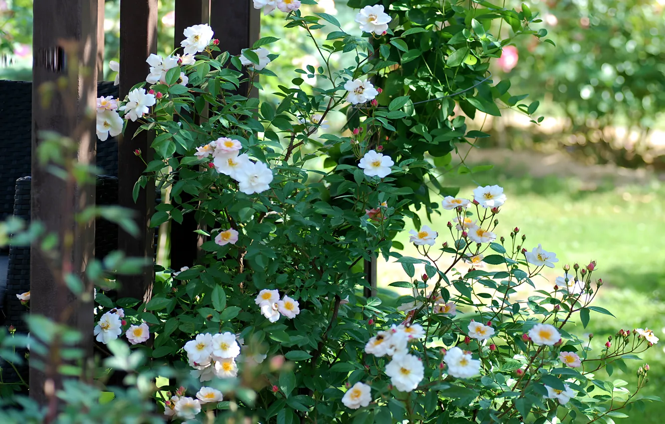 Photo wallpaper flowers, nature, garden, nature, flowers, garden