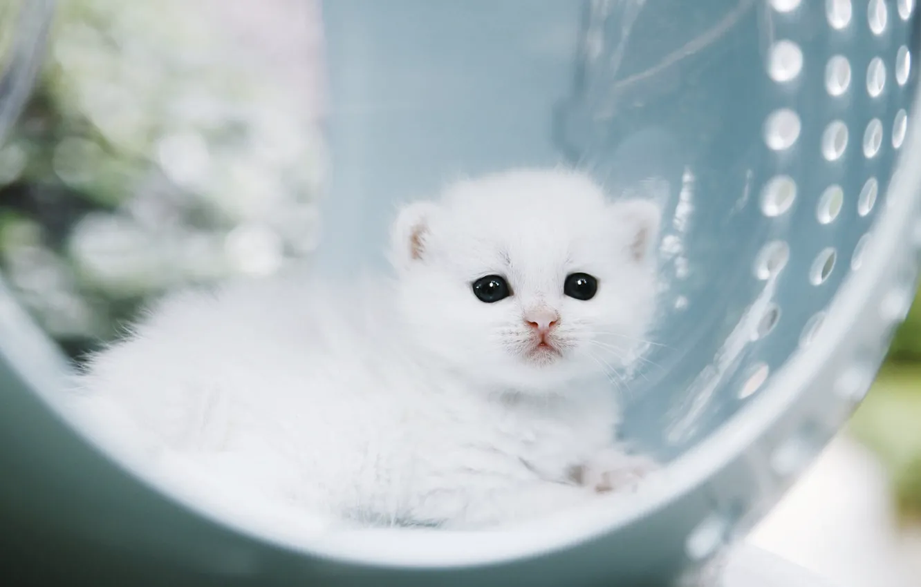 Photo wallpaper cat, lies, light, baby, white, bokeh, kitty