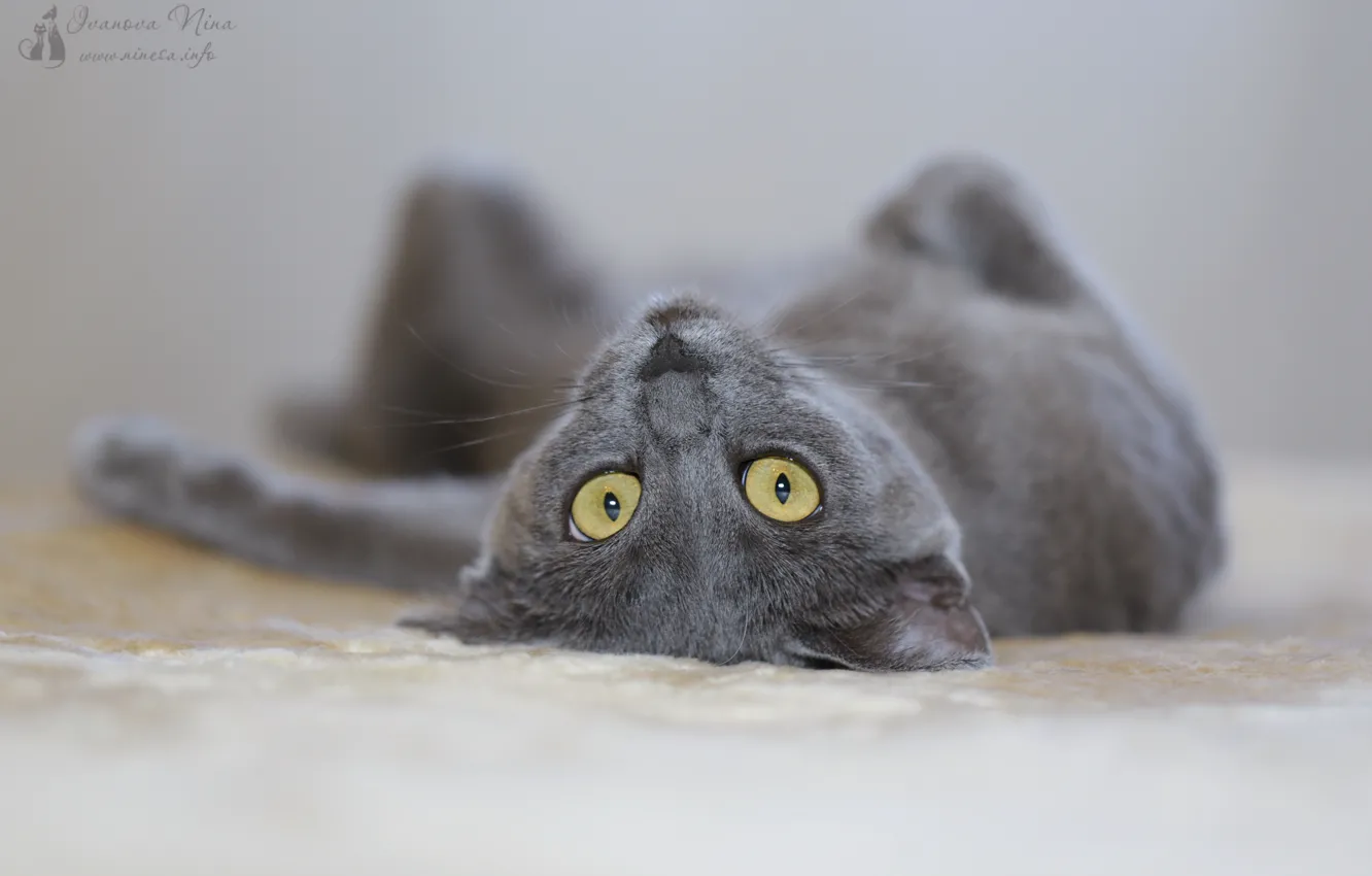 Photo wallpaper cat, animal, portrait, The Russian blue cat