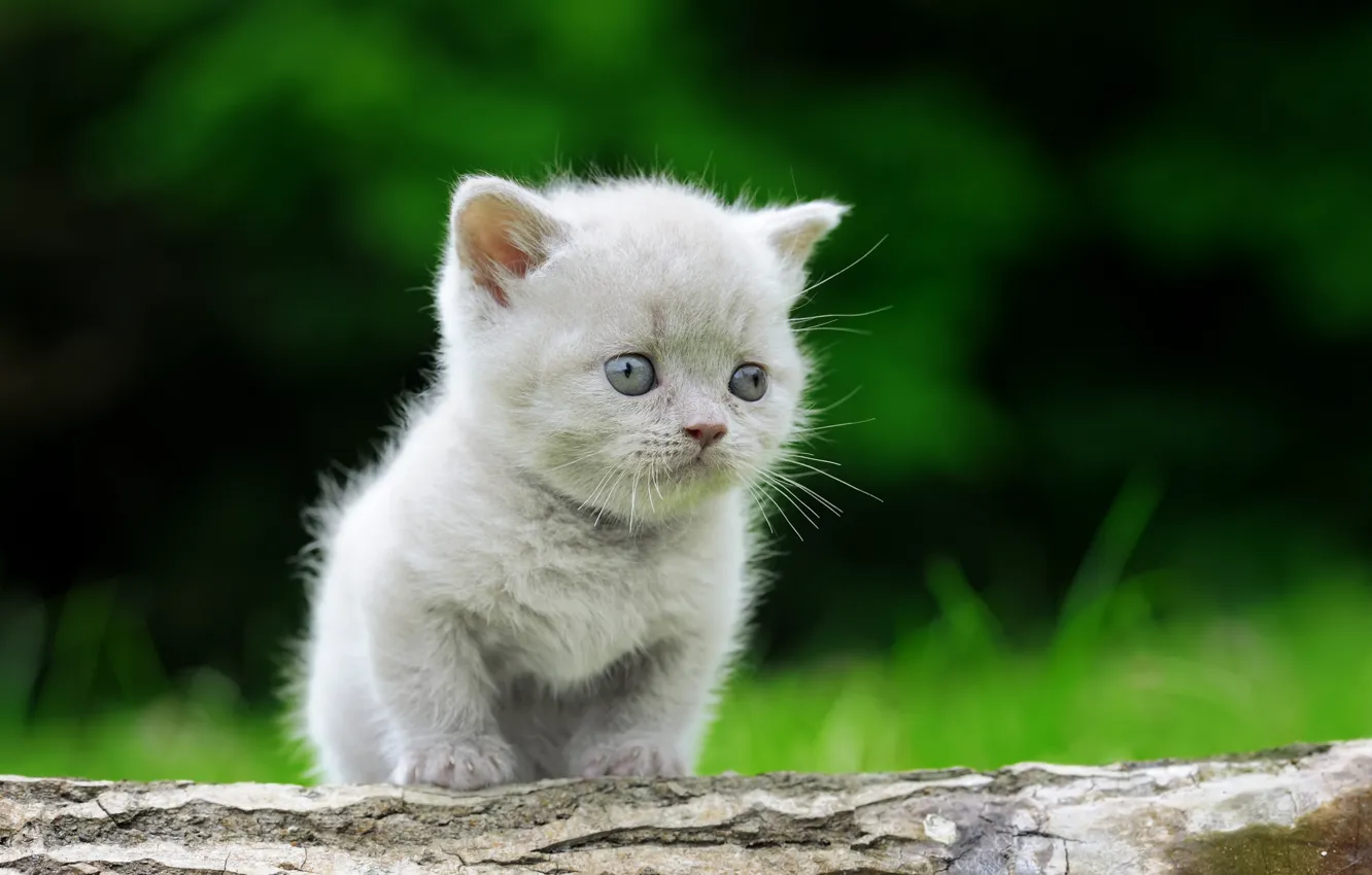 Photo wallpaper grey, baby, kitty, bokeh