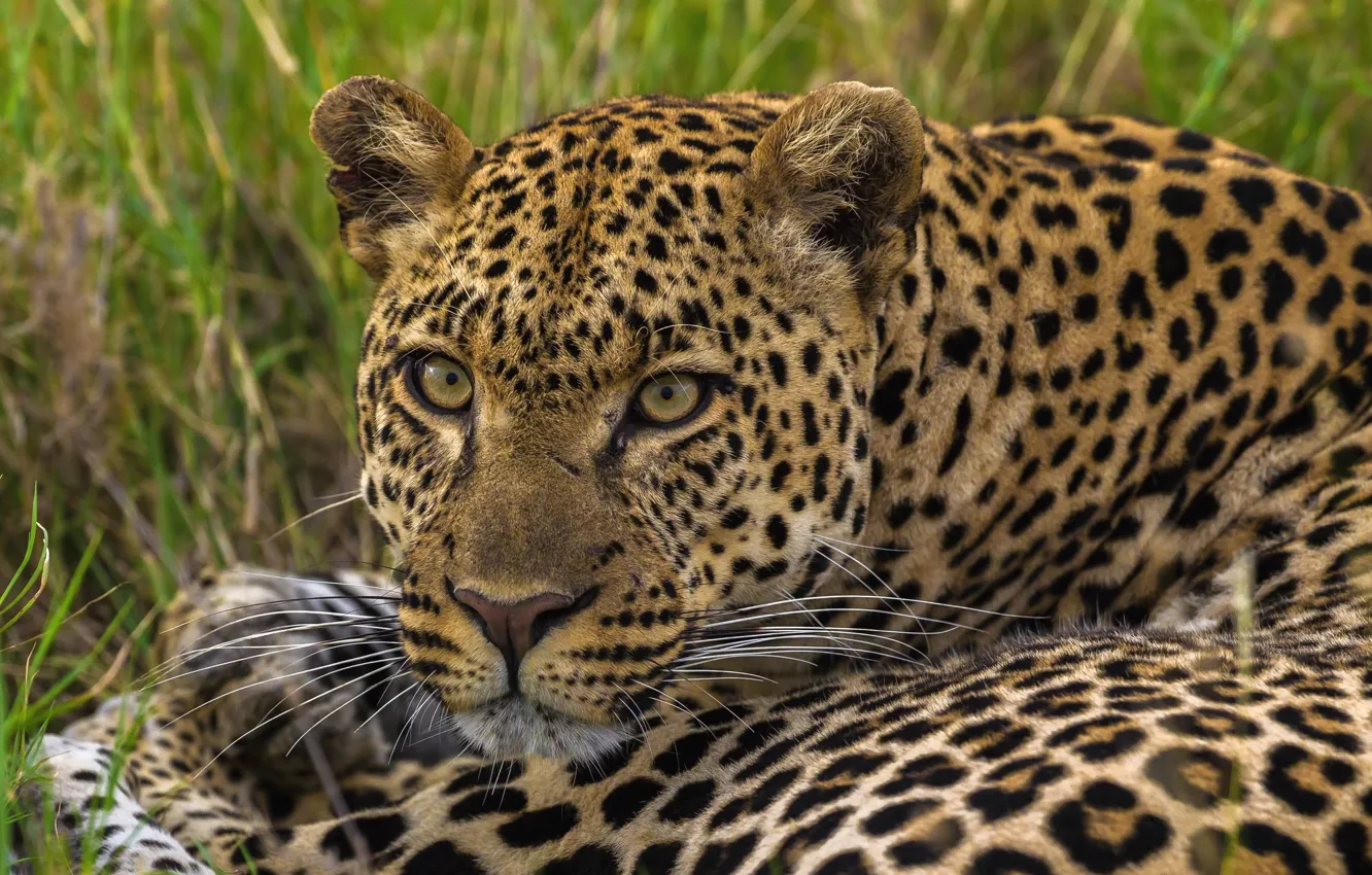 Photo wallpaper look, predator, leopard