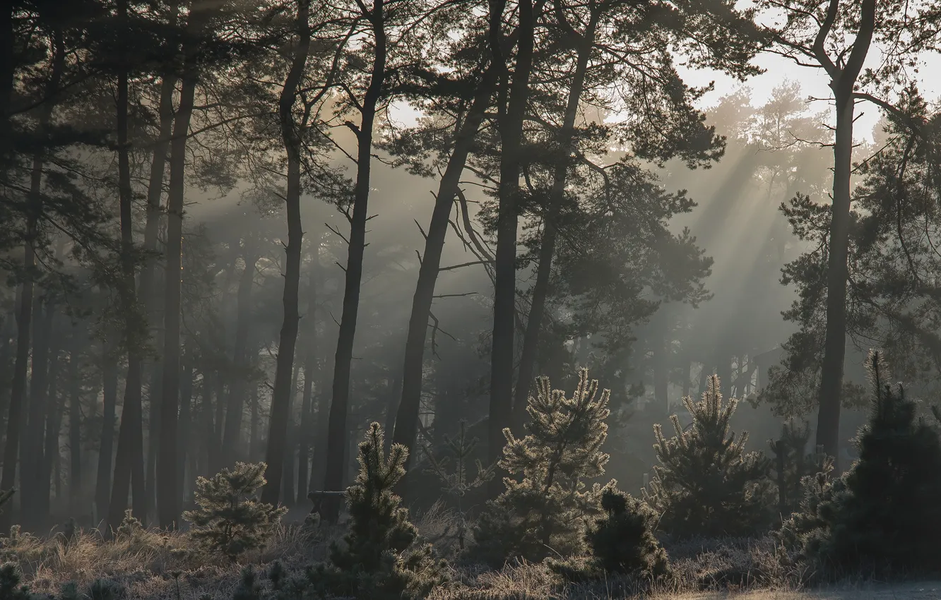 Photo wallpaper forest, rays, light, trees, branches, fog, pine, young