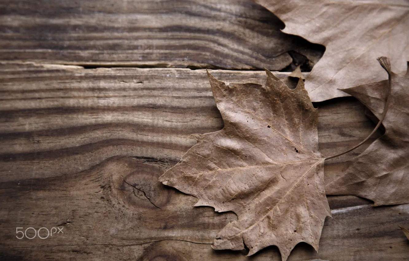 Photo wallpaper autumn, macro, table, tree, foliage, Board, texture