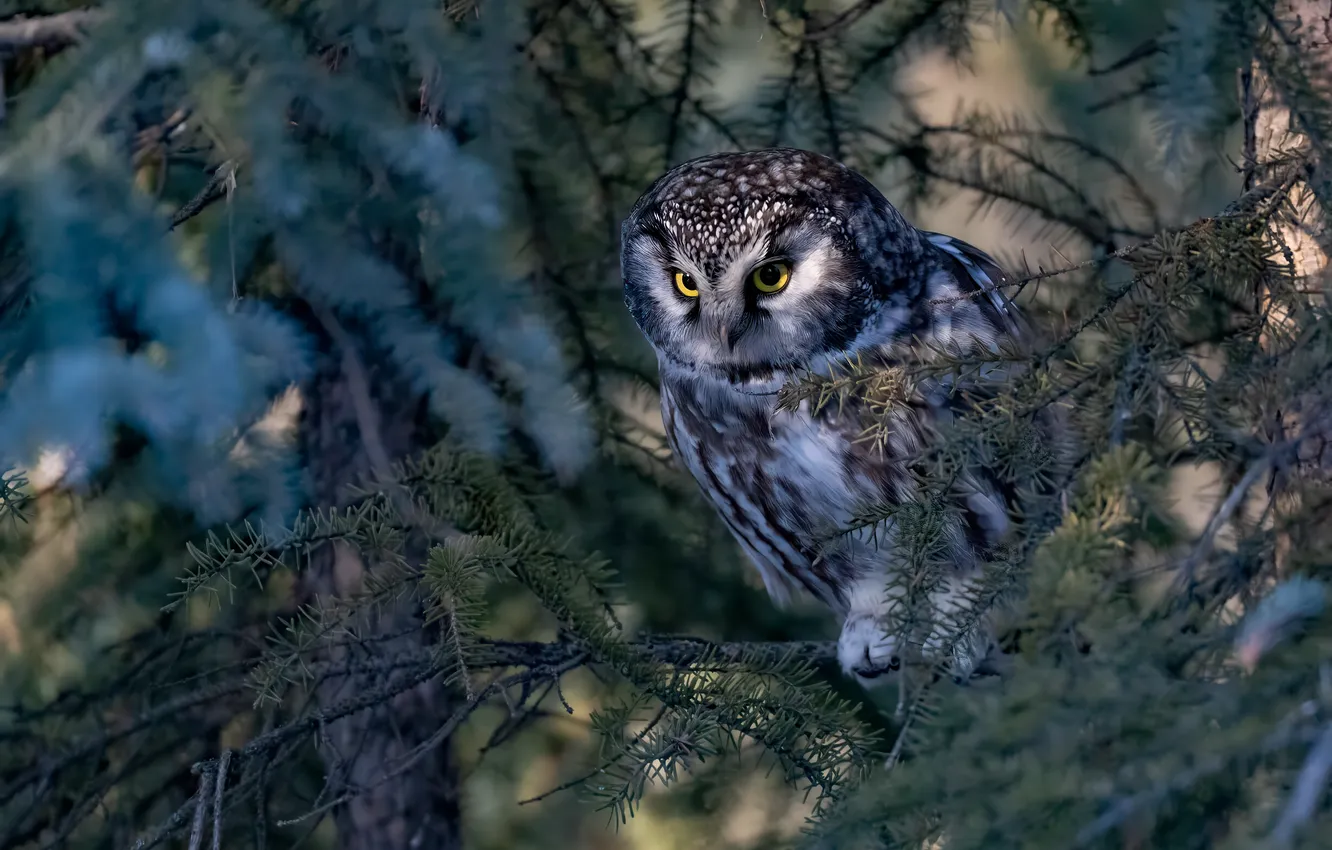 Photo wallpaper branches, owl, bird, Tengmalm's owl