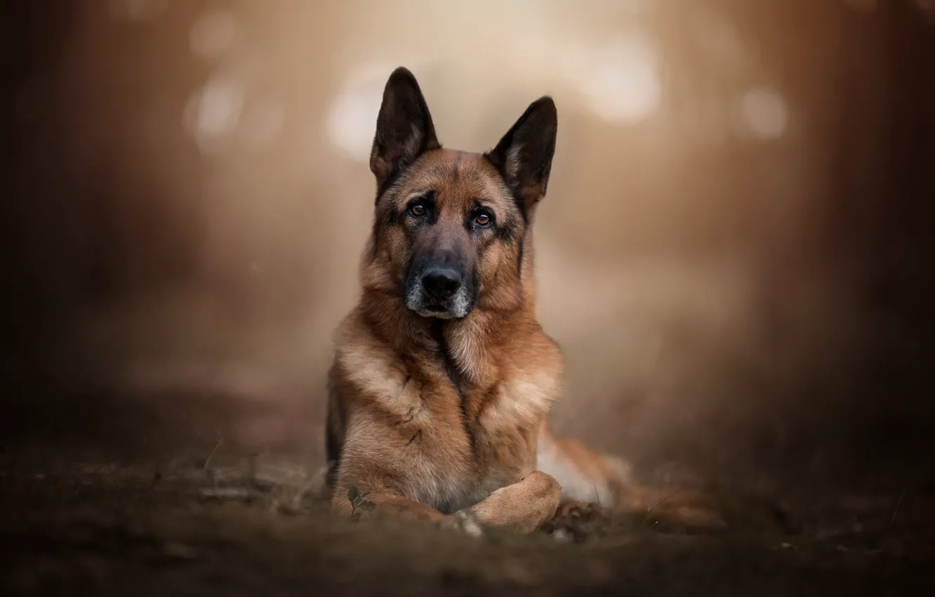 Photo wallpaper look, face, background, portrait, dog, bokeh, German shepherd