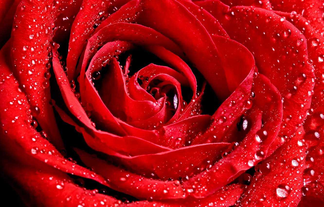 Photo wallpaper drops, macro, flowers, rose, red, Wallpaper from lolita777