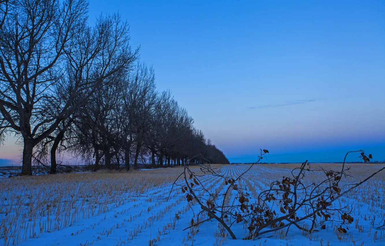 Photo wallpaper field, snow, trees, branch, morning