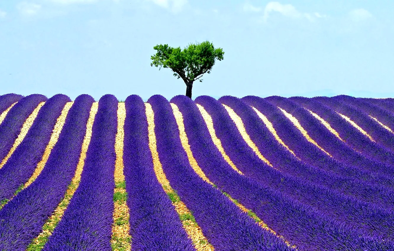 Photo wallpaper field, the sky, tree, lavender