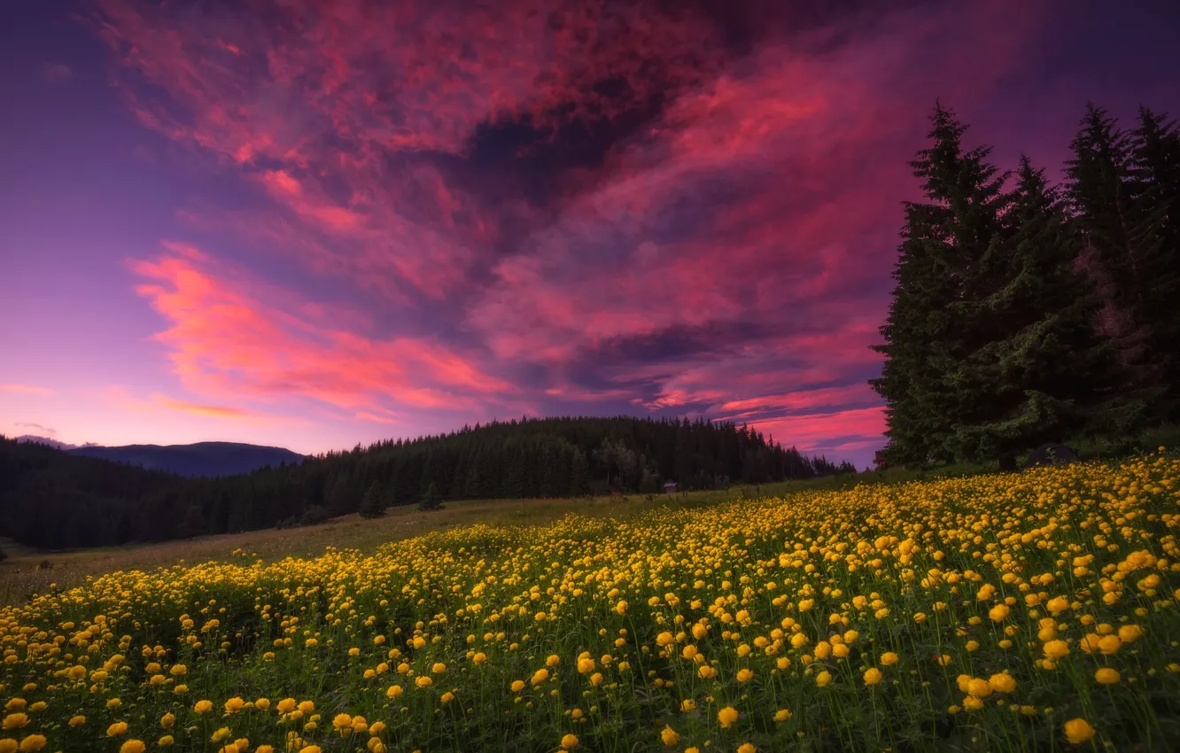 Photo wallpaper field, forest, summer, landscape, sunset, flowers, nature