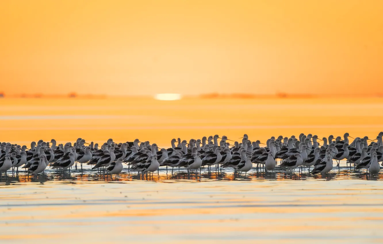 Photo wallpaper the sun, a lot, party, shore, pond, pack, the sky, sunset