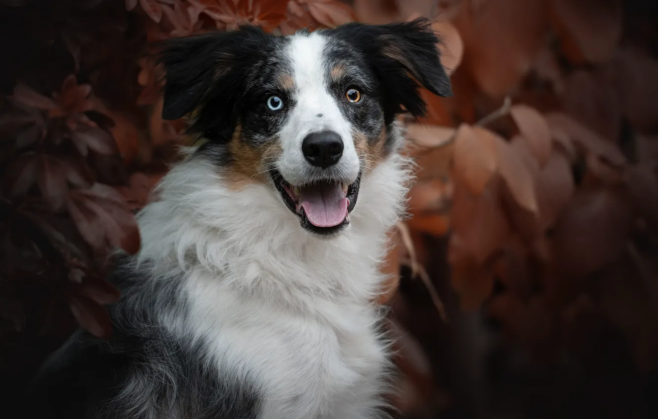 Photo wallpaper look, face, leaves, portrait, dog, The border collie