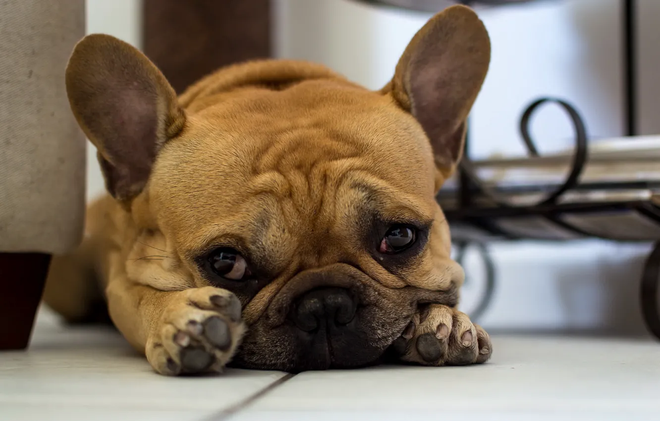 Photo wallpaper look, each, dog