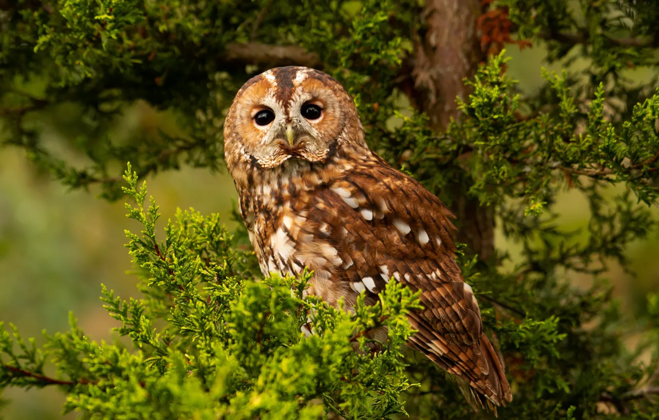 Photo wallpaper trees, branches, owl, bird, needles, owl