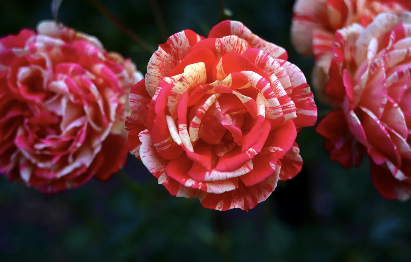 Photo wallpaper macro, flowers, red, the dark background, roses, striped, two-tone