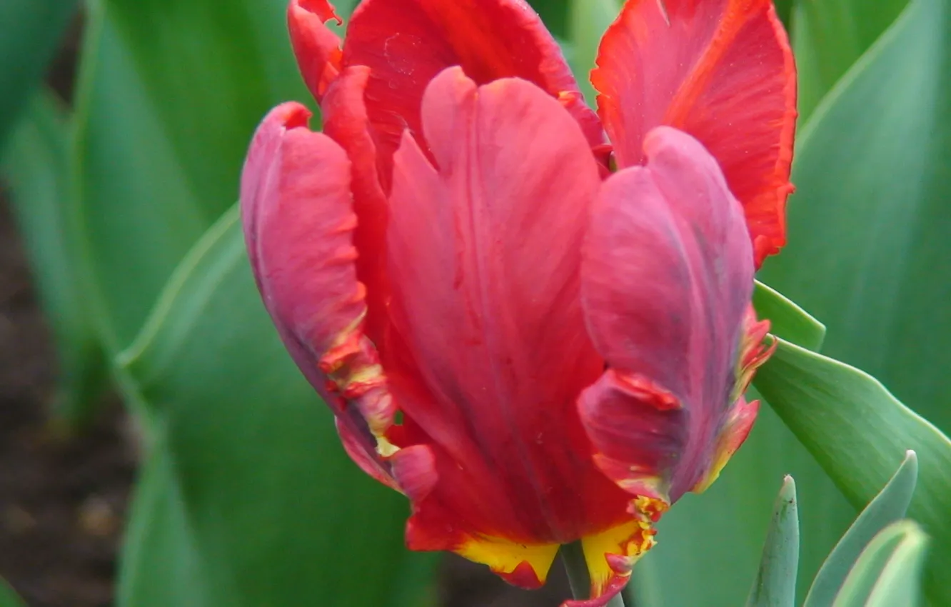 Photo wallpaper flower, leaves, red, Tulip, Bud, petal, crinkled