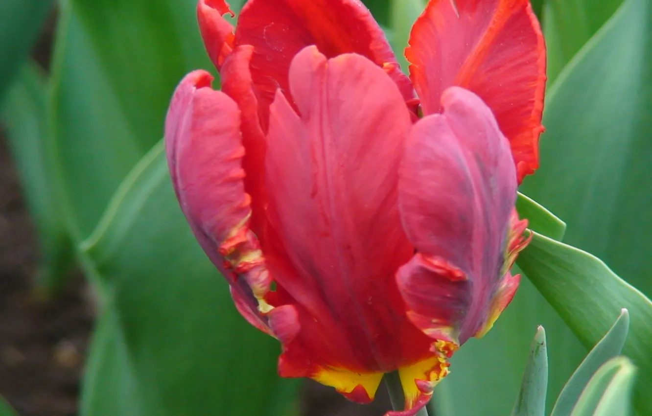 Photo wallpaper leaves, flowers, red, petals, tulips, buds, crinkled