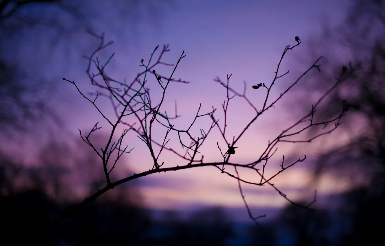 Photo wallpaper macro, branches, nature, photo, background, branch, Wallpaper, the evening