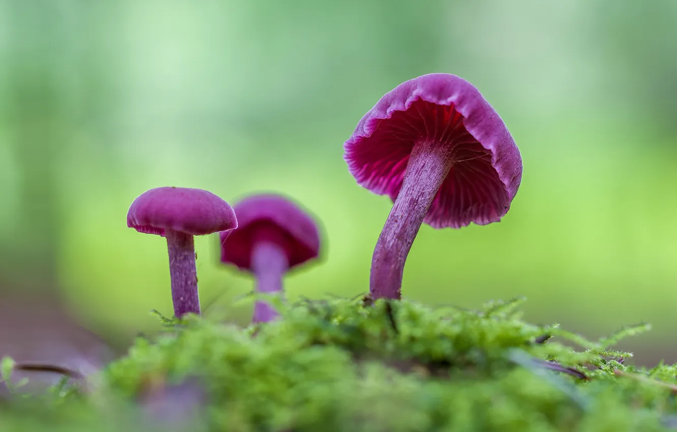Photo wallpaper greens, grass, nature, mushrooms