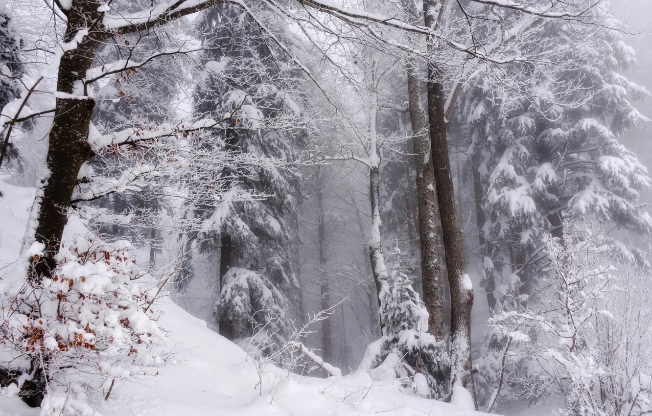 Photo wallpaper winter, forest, snow, nature