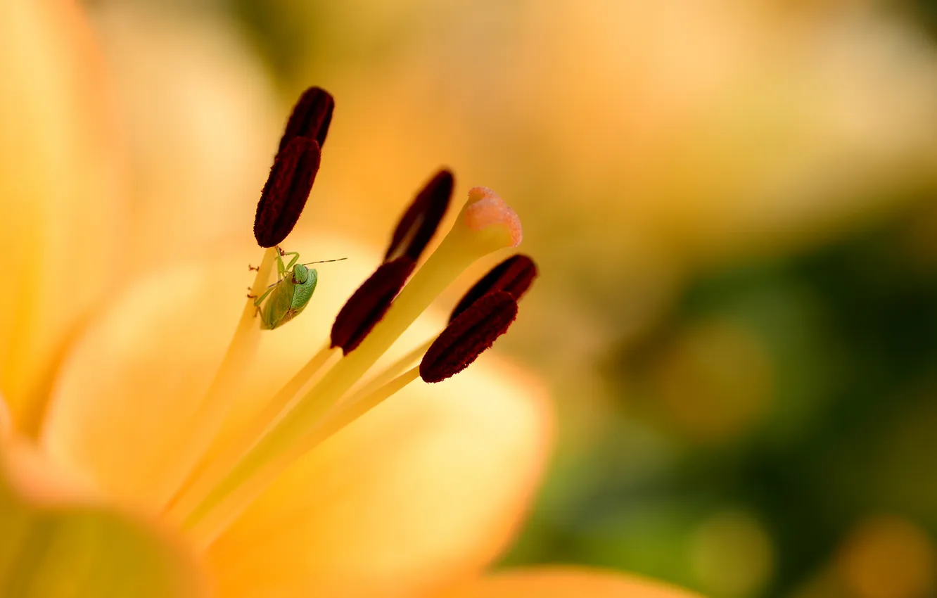 Photo wallpaper flowers, yellow, Lily, stamens, bokeh, bug