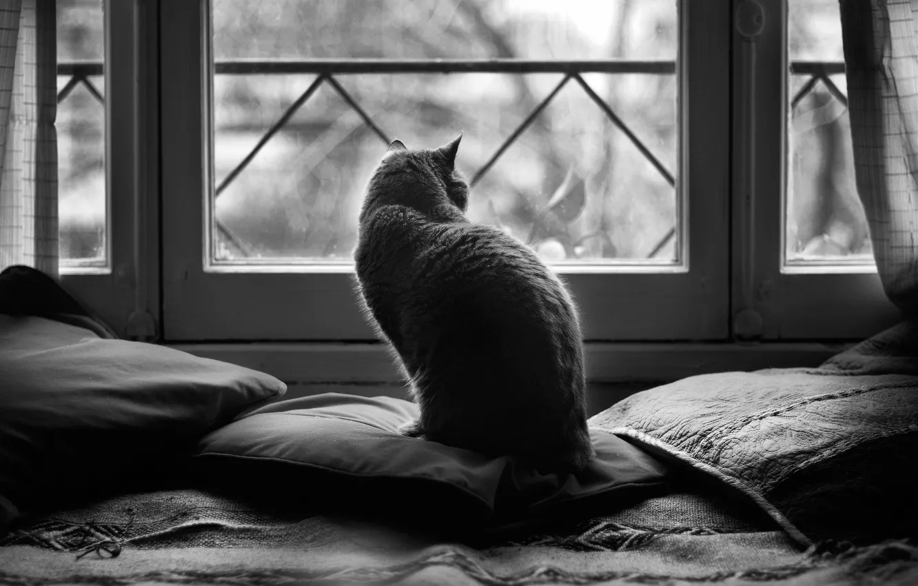 Photo wallpaper cat, pillow, window, black and white photo, b & W photo, Candela, black and white …