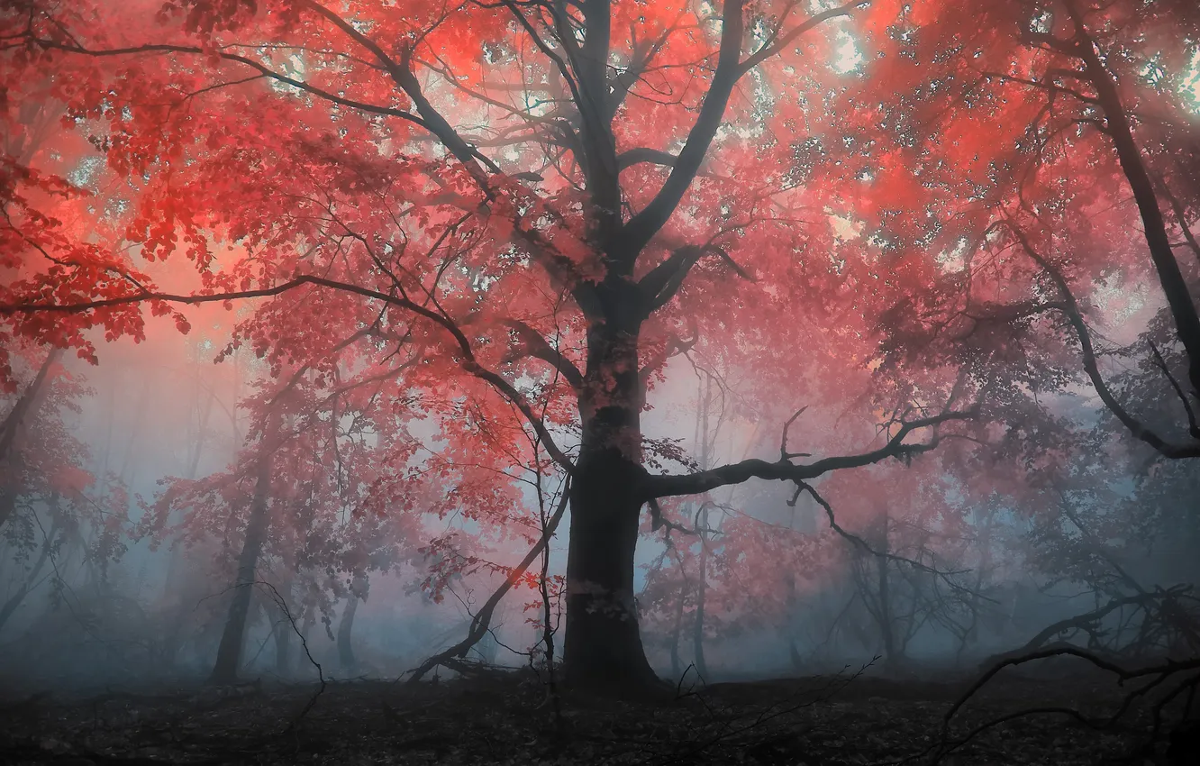 Photo wallpaper autumn, forest, trees, landscape, fog, the evening, morning