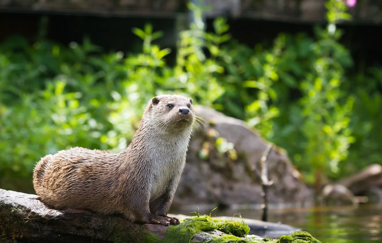 Photo wallpaper look, stone, Tina, otter