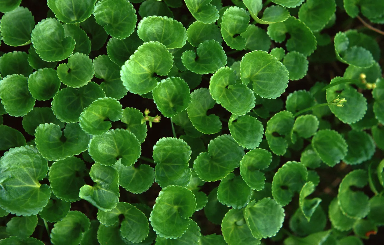 Photo wallpaper greens, leaves, Fresh Greenery