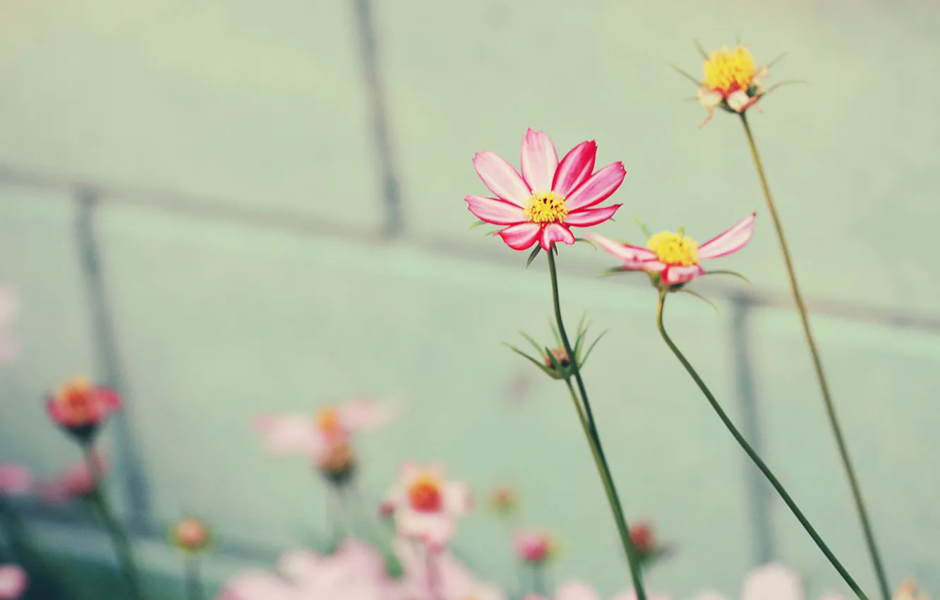 Photo wallpaper flowers, nature, tenderness, macro beauty