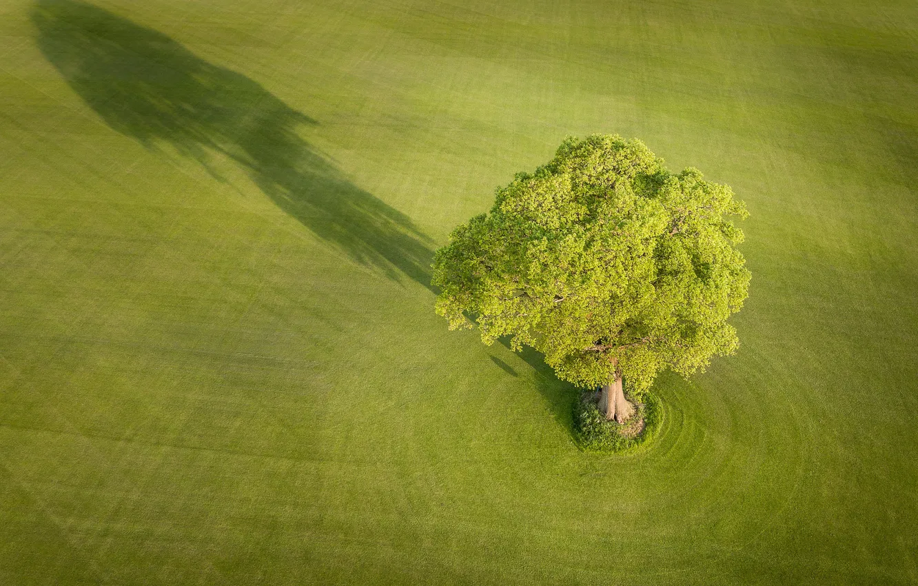 Photo wallpaper field, trees, England, shadow, England, Yorkshire, Yorkshire, Everingham