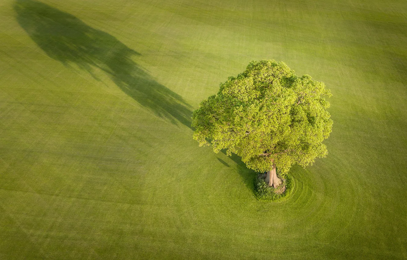 Photo wallpaper field, tree, England, shadow, England, Yorkshire, Yorkshire, Everingham