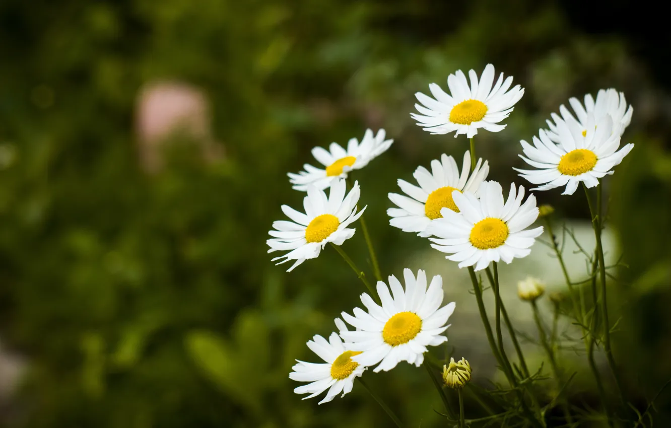 Photo wallpaper flowers, chamomile, picture flowers