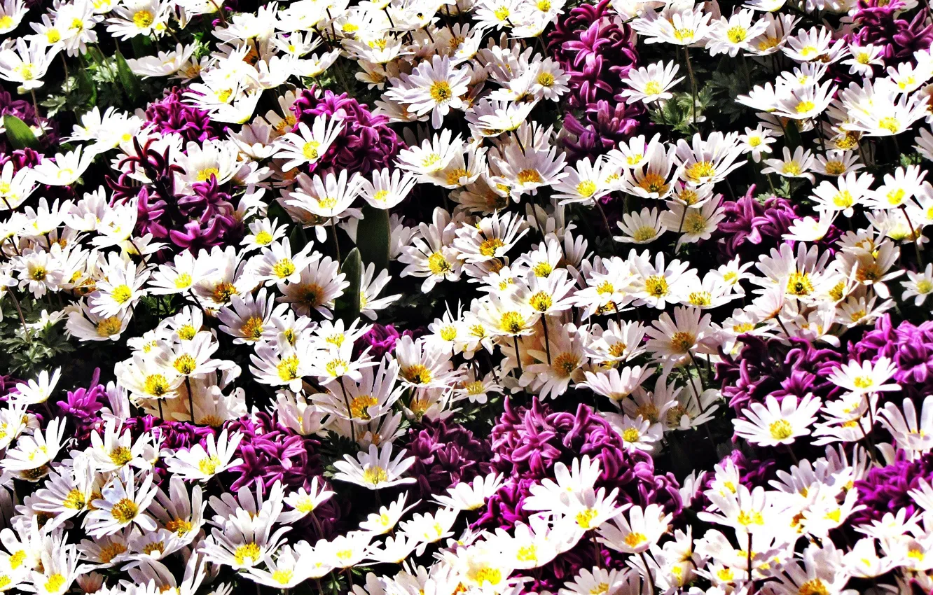 Photo wallpaper flowers, white, flowerbed