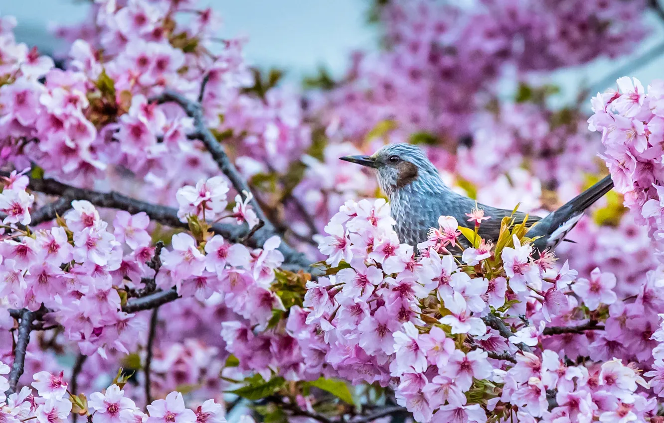 Photo wallpaper flowers, branches, cherry, bird, Sakura, flowering, Tree-creeper Bulbul, Bulbul