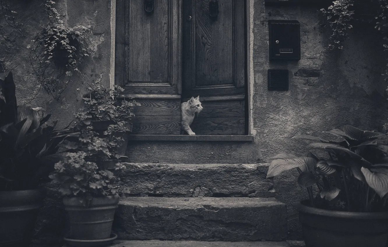 Photo wallpaper cat, flowers, the door, stage, cat, flowers, door, steps