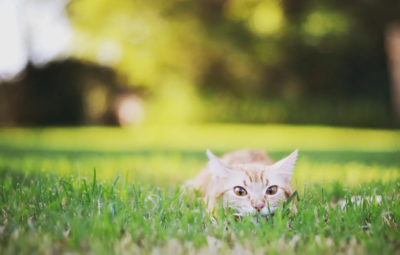 Photo wallpaper field, grass, cat