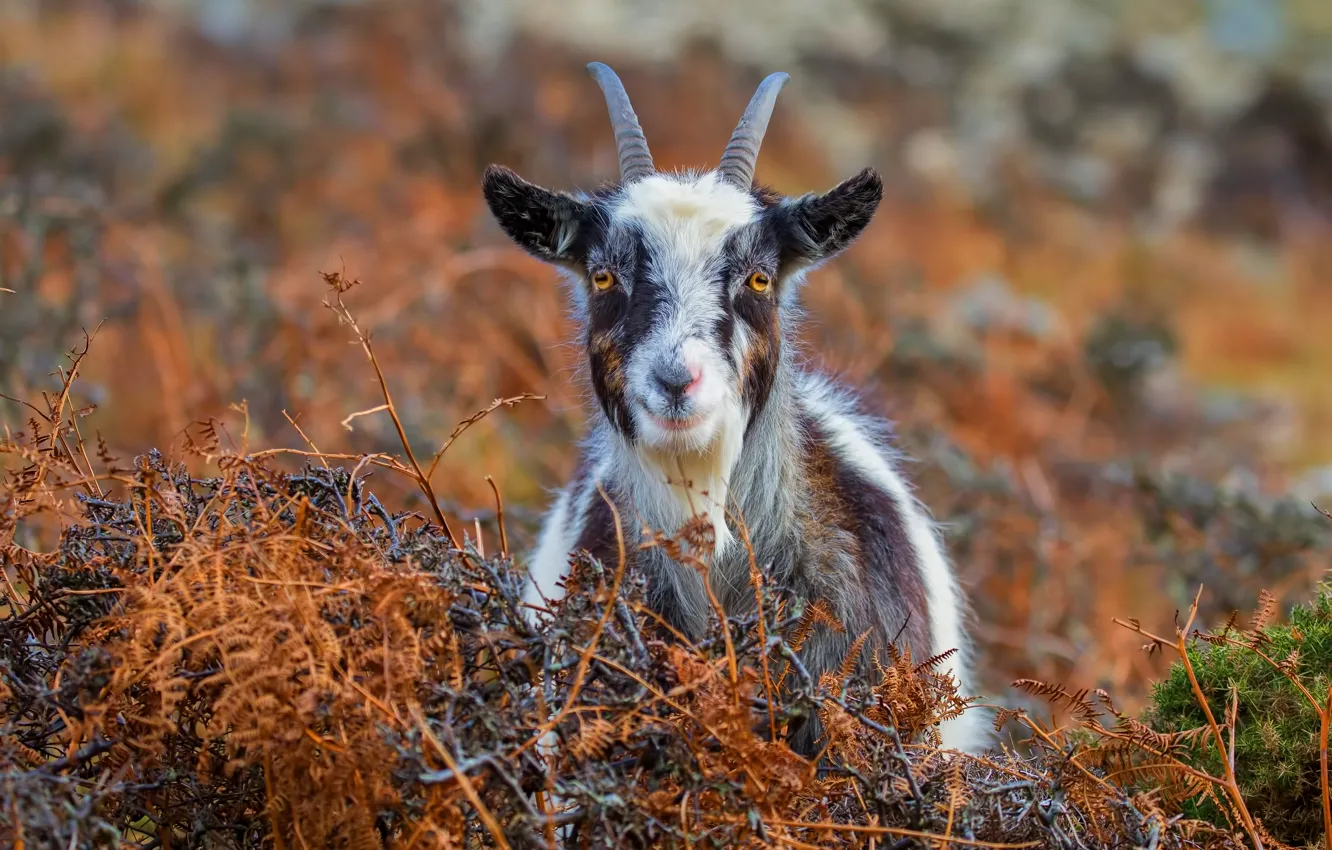 Photo wallpaper autumn, grass, look, face, nature, smile, background, portrait