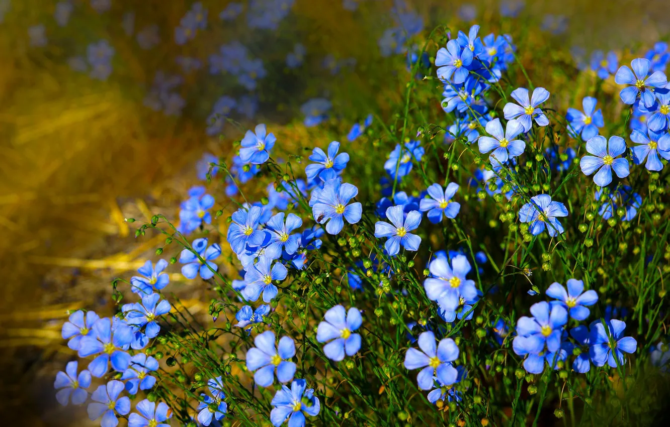 Photo wallpaper nature, len, blue flowers