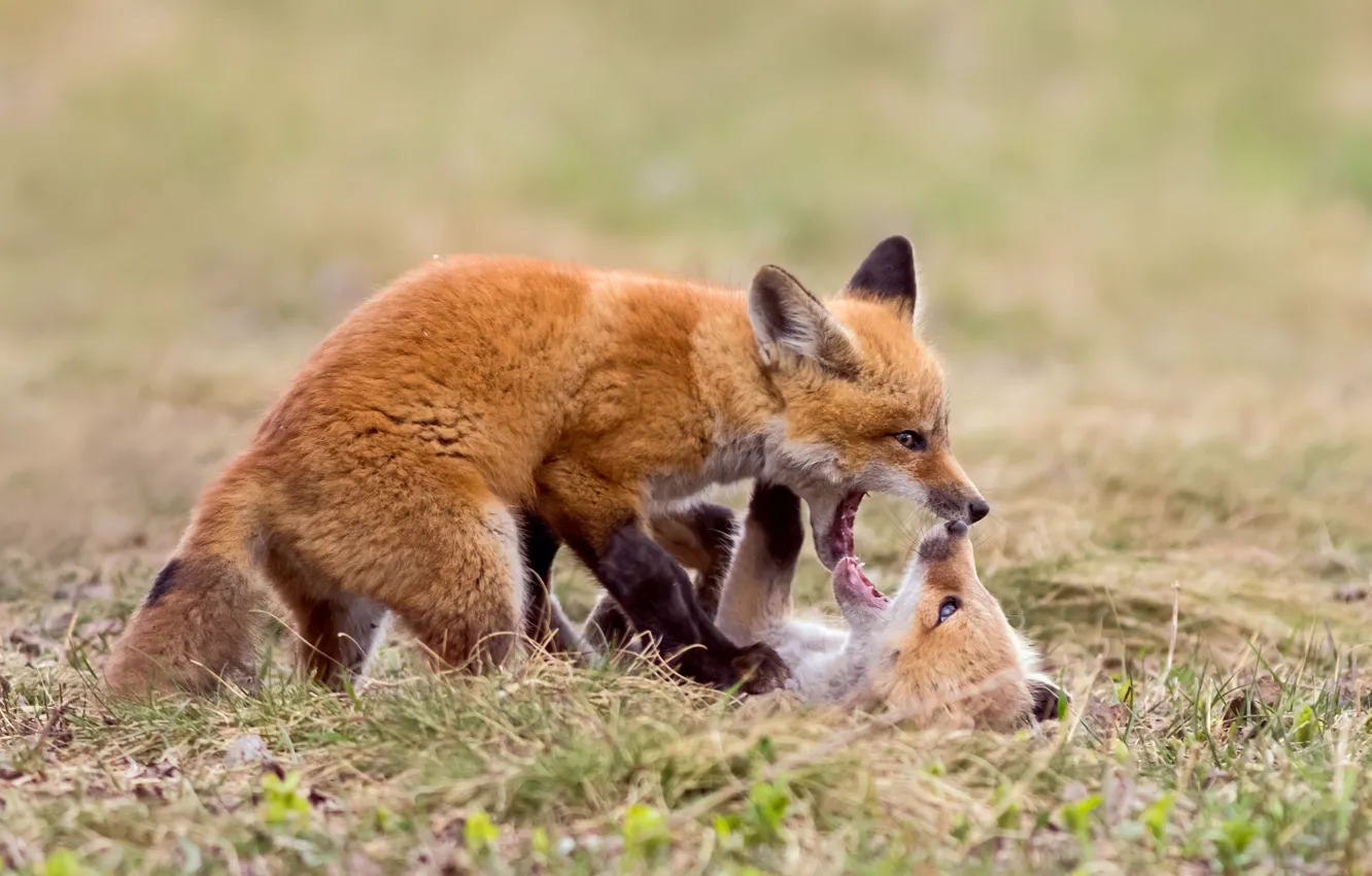 Photo wallpaper pose, glade, the game, Fox, a couple, Fox, two Fox