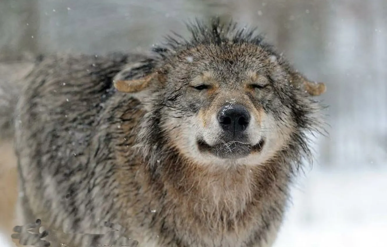 Photo wallpaper Predator, nature, snow, face, animal, wolf, canis lupus, wildlife